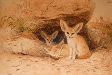 Fennek-Fuchs - Canis cerdo